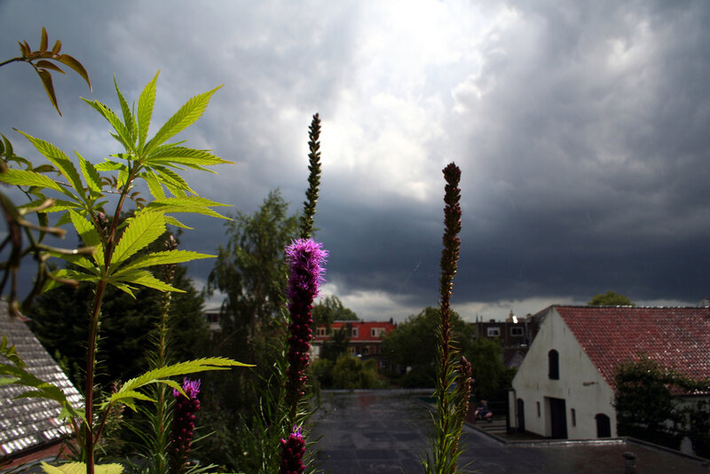 Cannabis Plant in Garden — Green