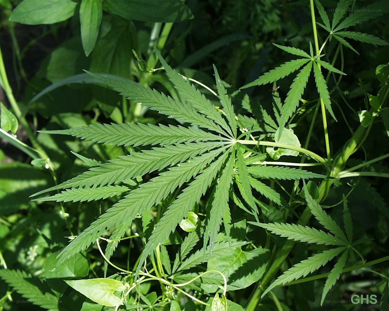 cannabis plant in garden