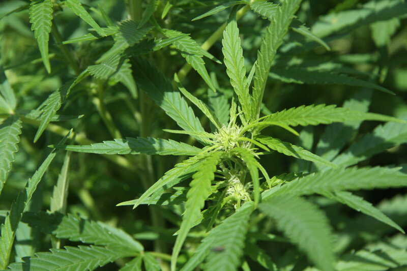 cannabis plant in growth