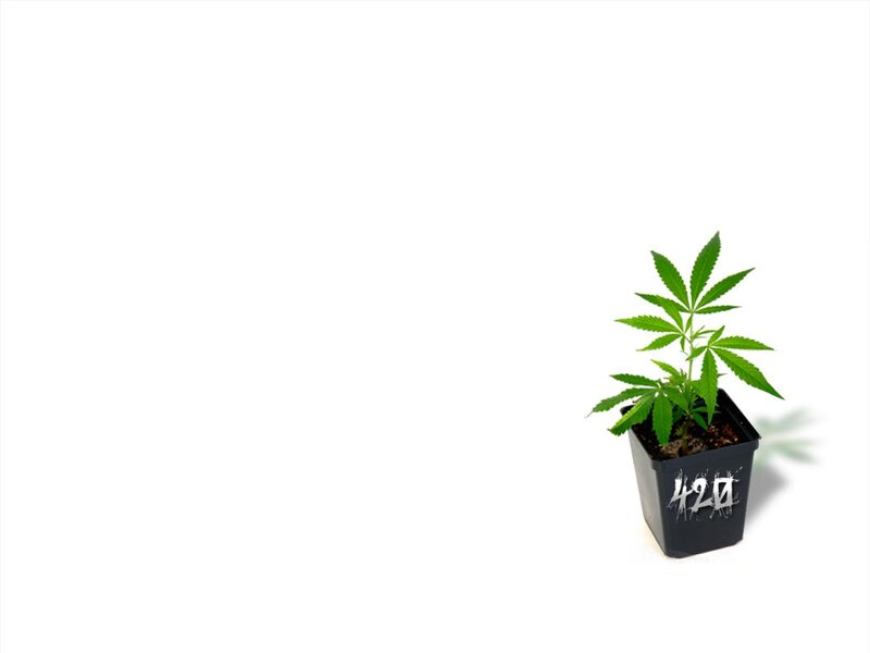 cannabis plant in pot