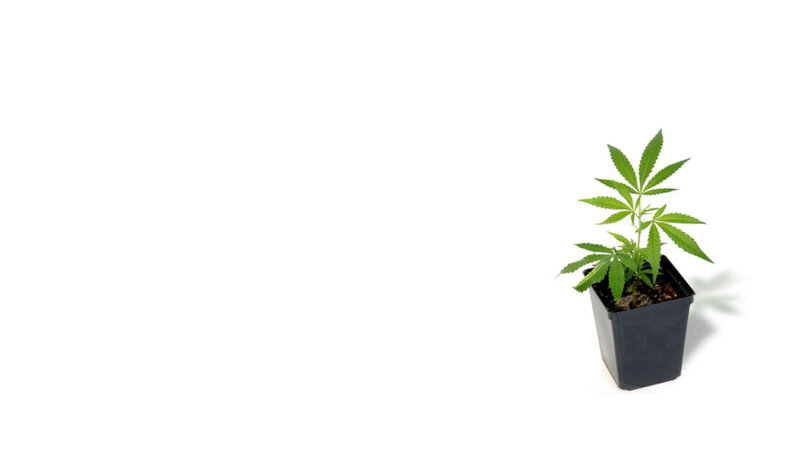 Cannabis Plant in Pot — Green