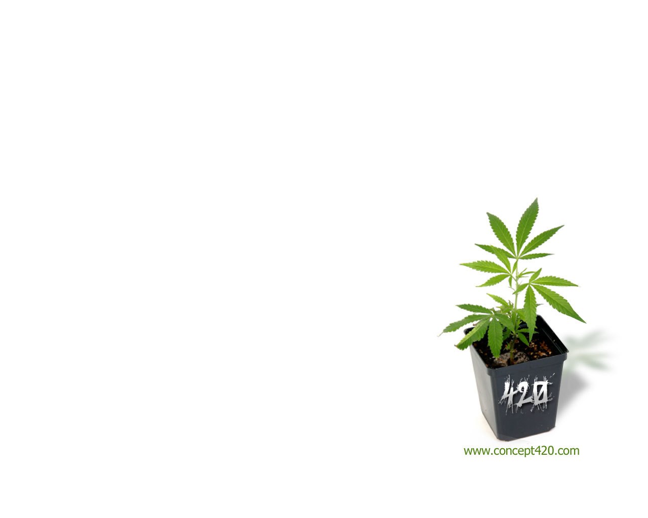 cannabis plant in pot