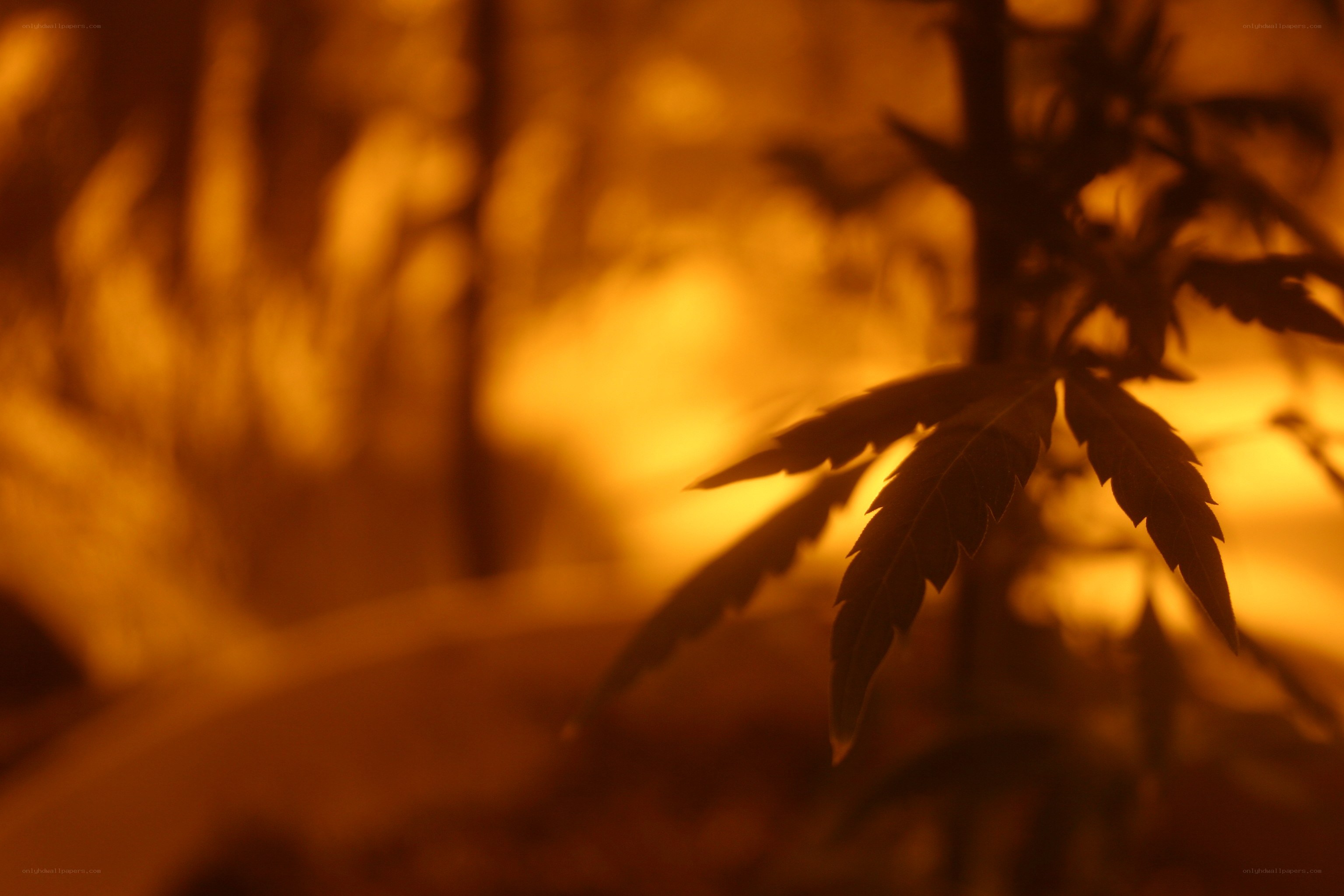 Cannabis plant in warm light