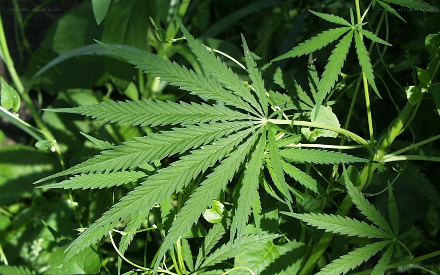 cannabis plant leaf