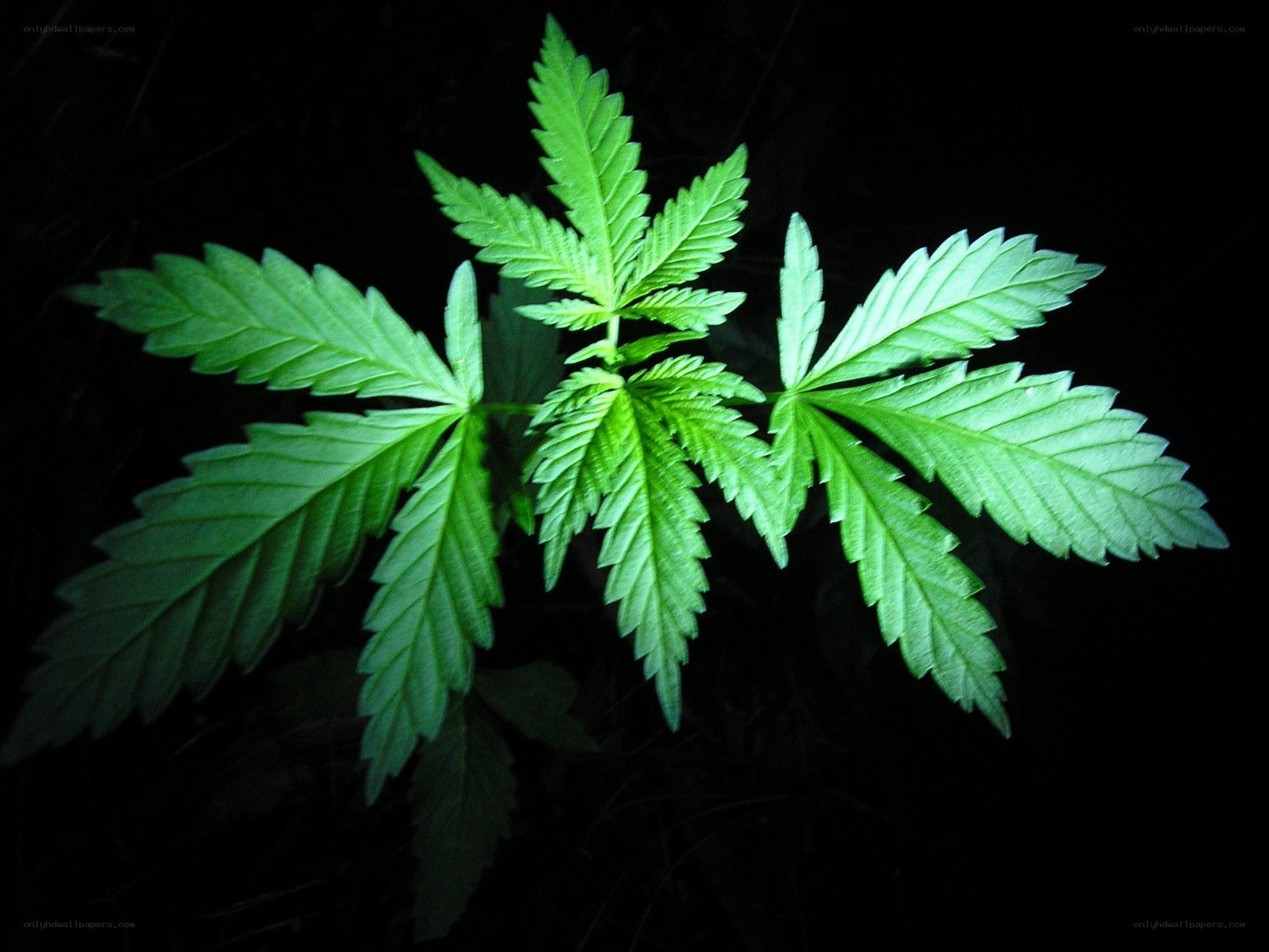 cannabis plant leaves