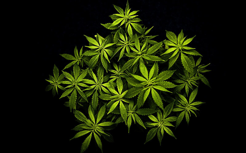 cannabis plant leaves