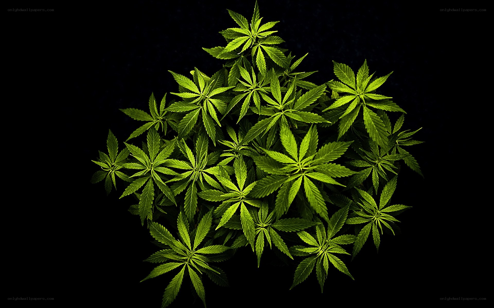 cannabis plant leaves