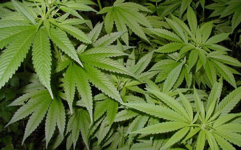 cannabis plant leaves