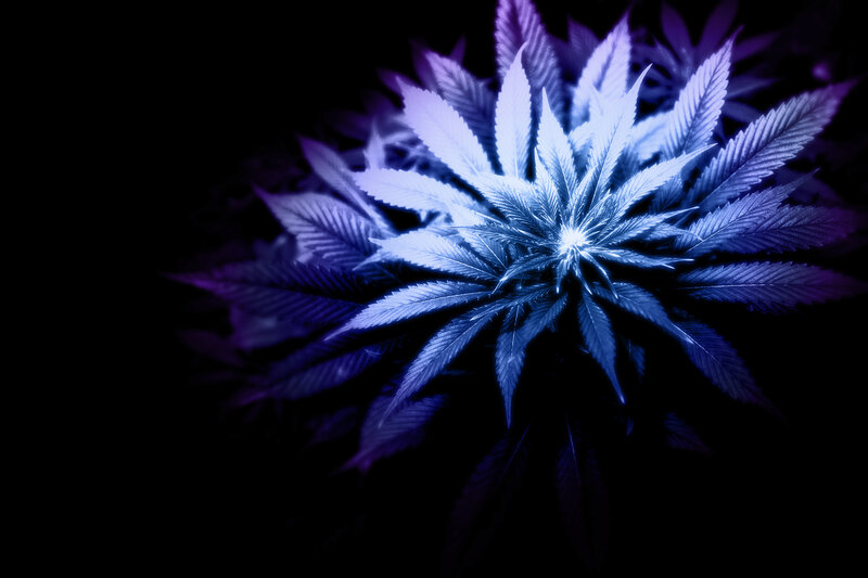 Cannabis Plant Leaves — Blue
