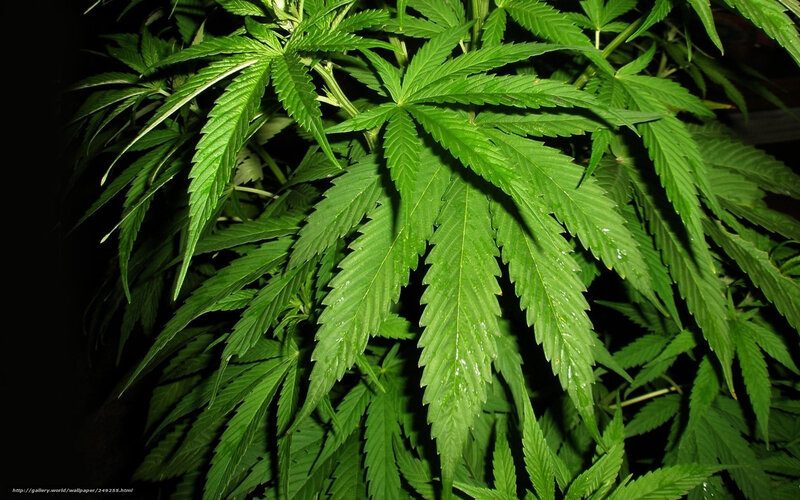 Cannabis Plant Leaves — Green, Dark