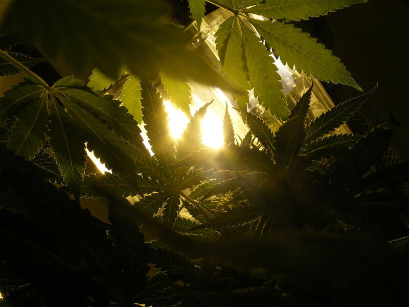 Cannabis Plant Leaves — Green, Dramatic