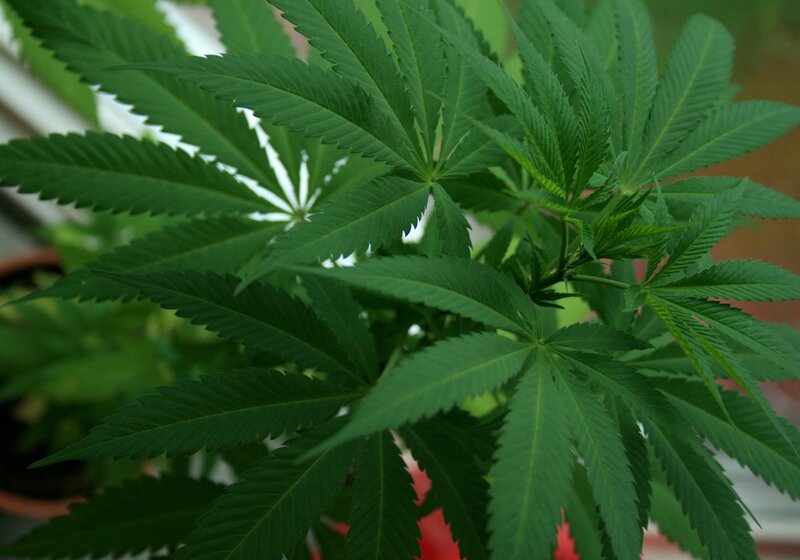 Cannabis Plant Leaves — Green, Natural, Photograph