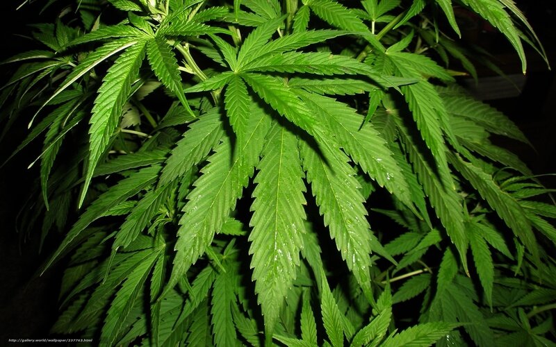 Cannabis Plant Leaves — Green, Natural