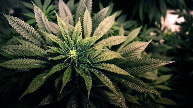 Cannabis Plant Leaves — Green