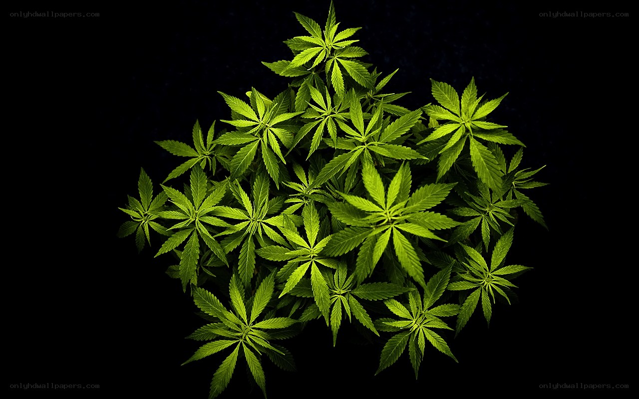 Cannabis plant leaves