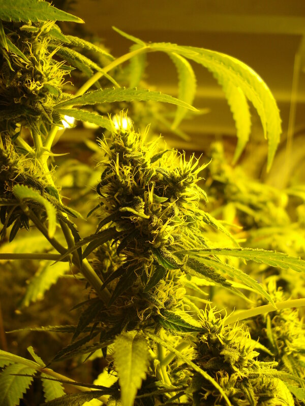 cannabis plant under grow light