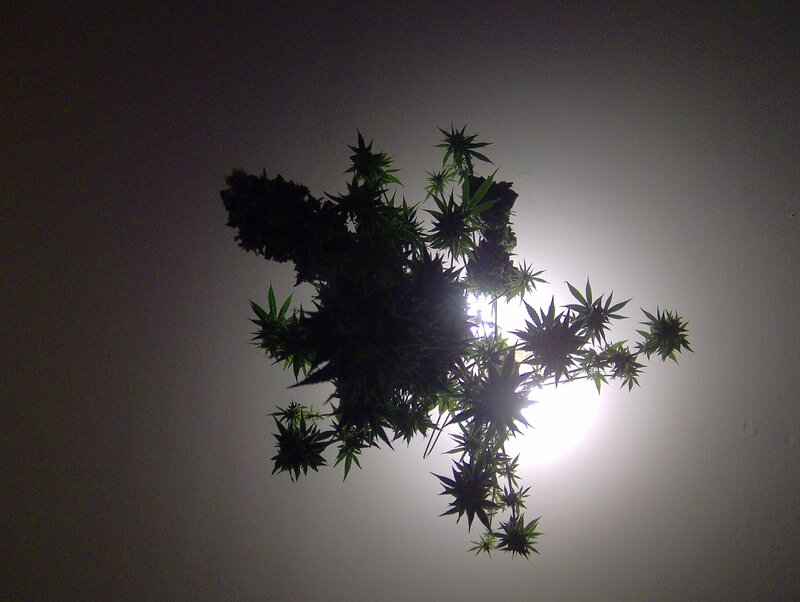 cannabis plant under grow light