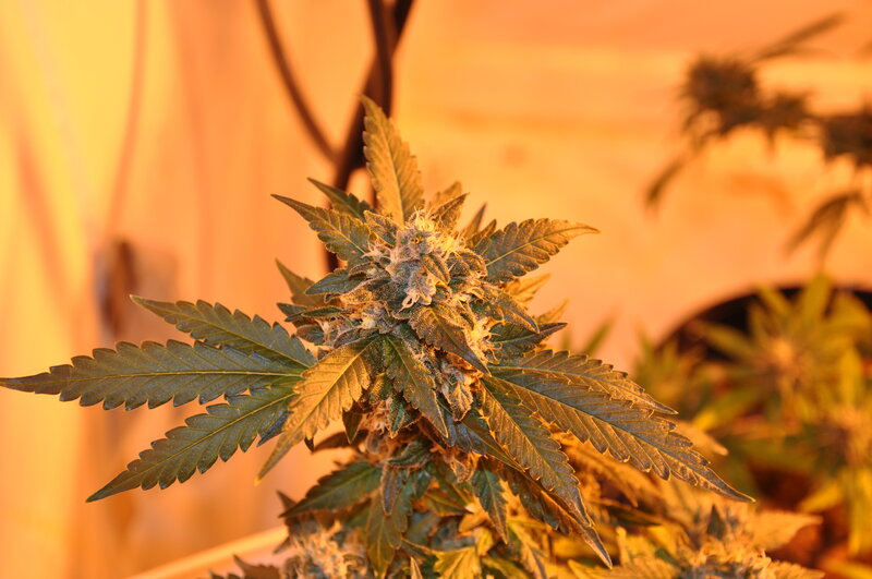 cannabis plant under grow light