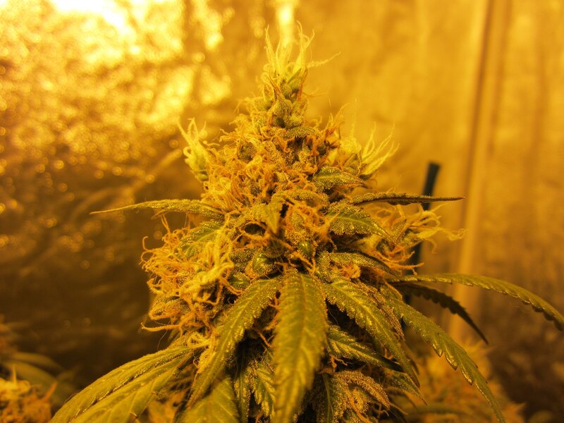 cannabis plant under grow light