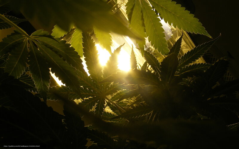 Cannabis plant under grow light