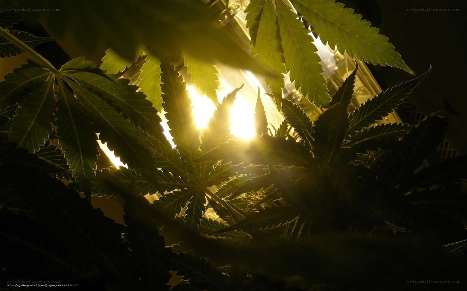 Cannabis plant under grow light