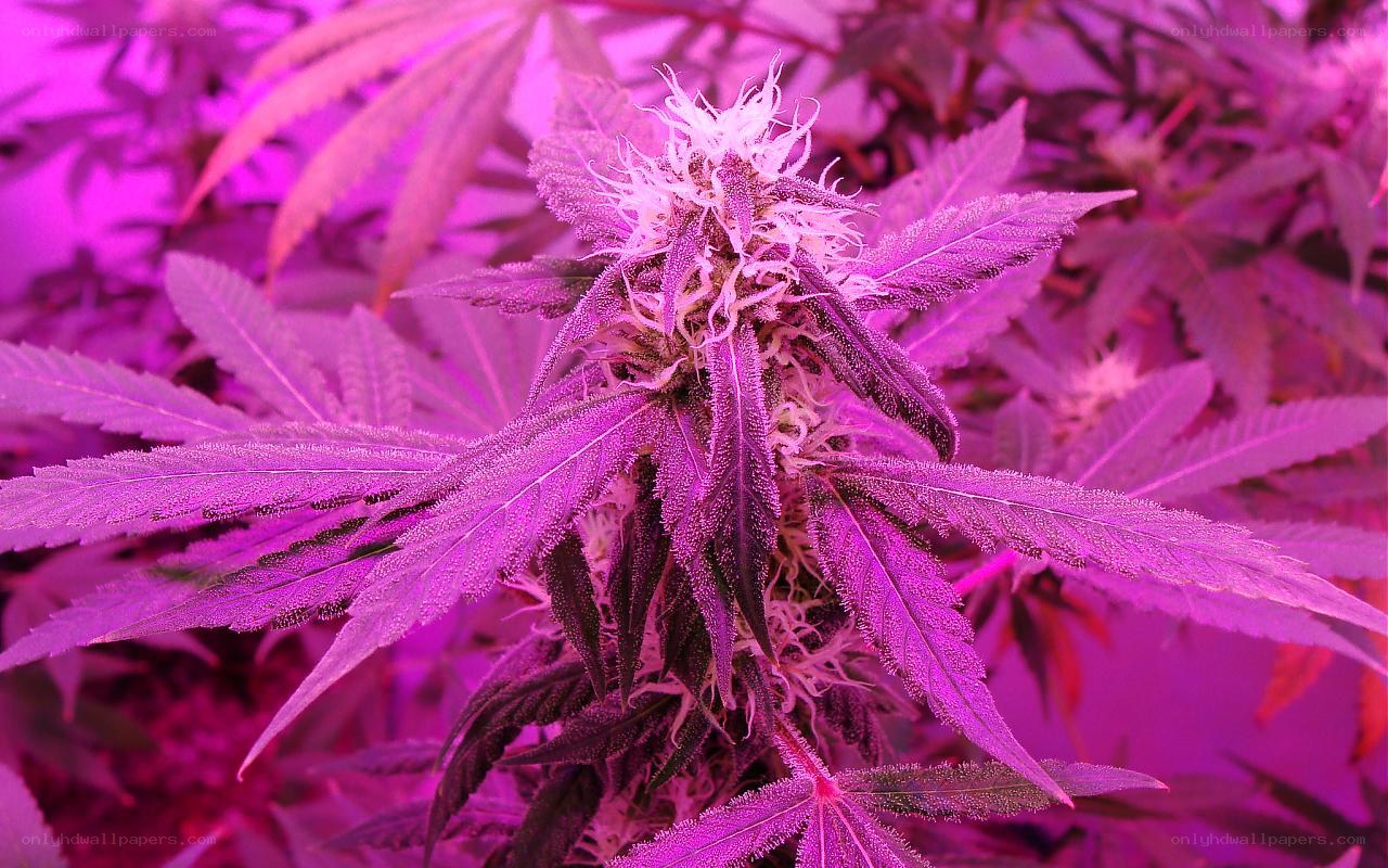 cannabis plant under purple light