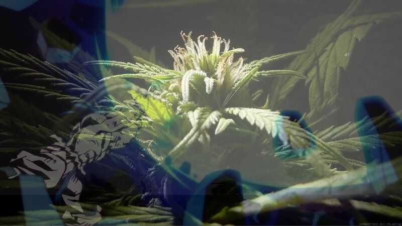 cannabis plant with artistic overlay