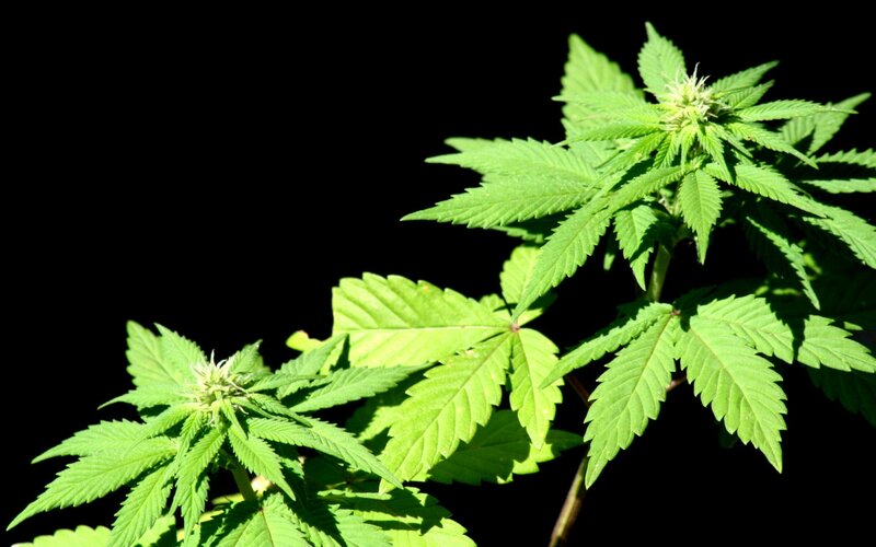 Cannabis plant with buds