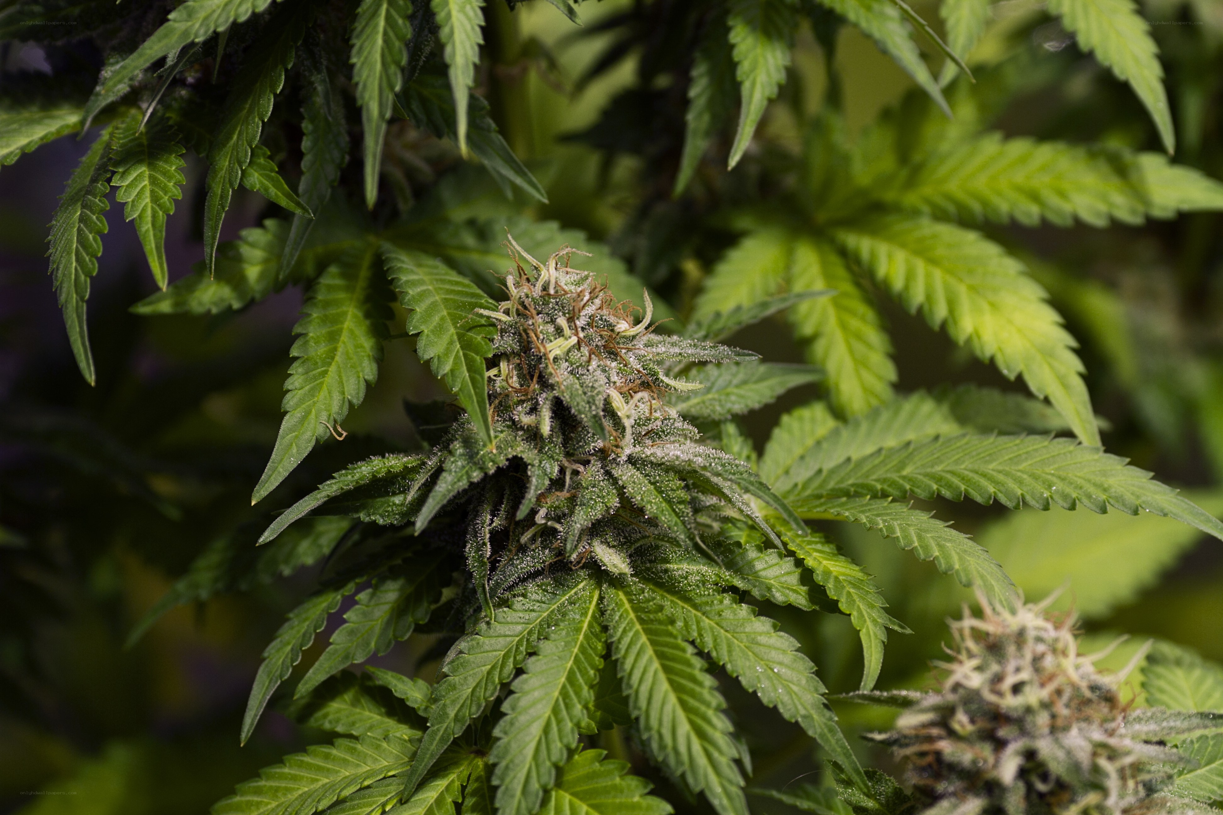 cannabis plant with buds