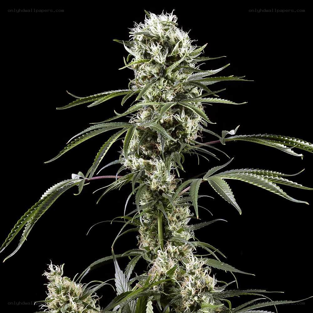 cannabis plant with buds