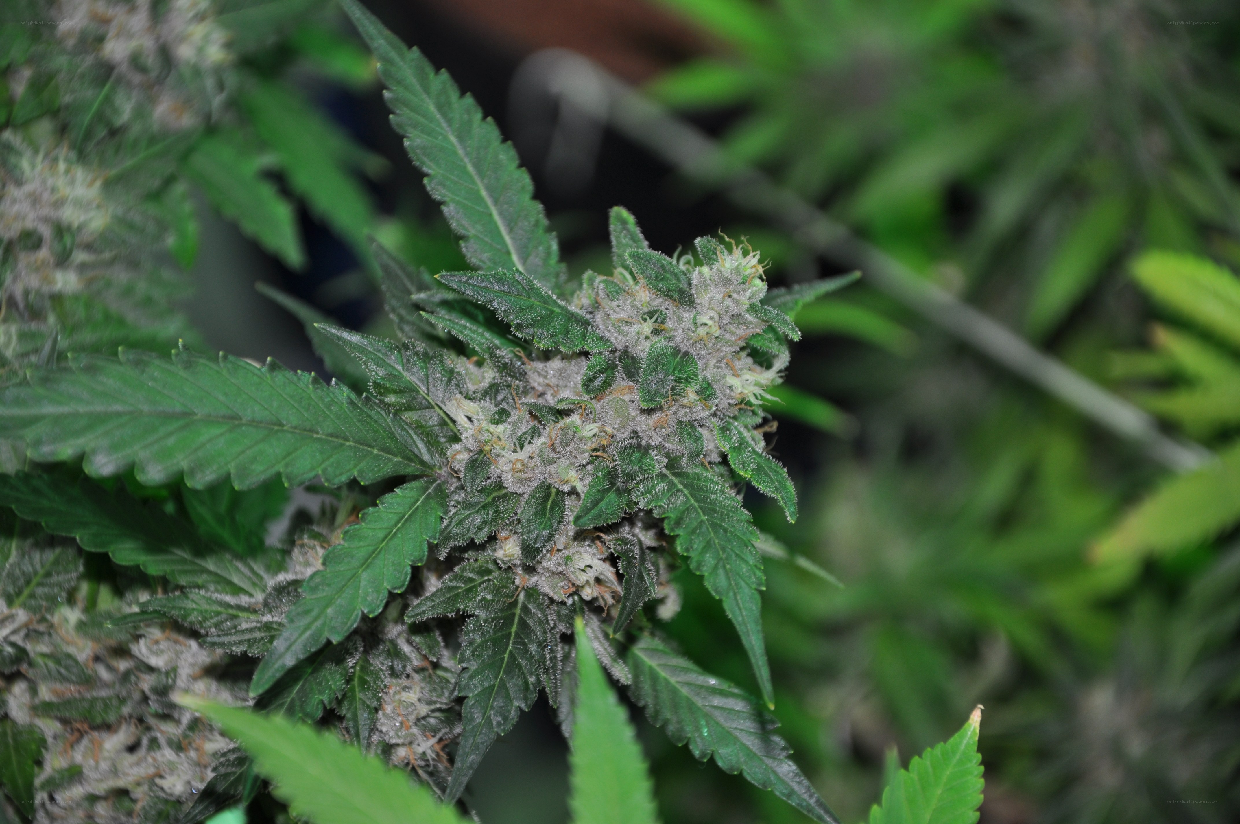 cannabis plant with buds
