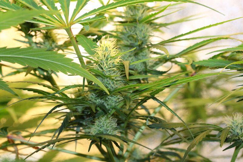 Cannabis Plant with Buds — Green