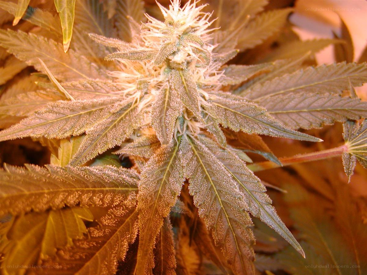 cannabis plant with buds