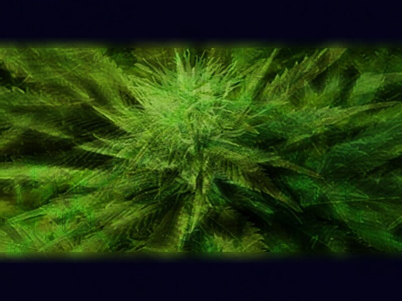 cannabis plant with chemical formulas