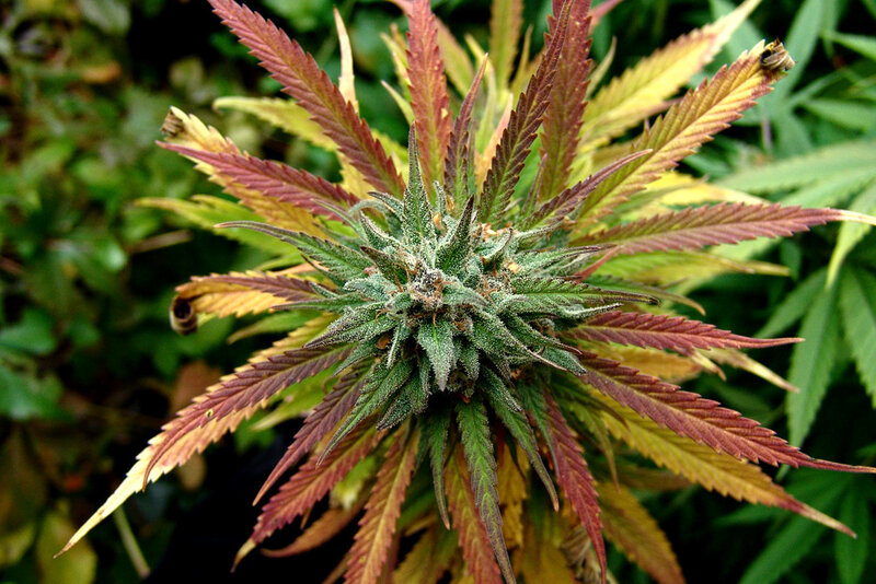 cannabis plant with colorful leaves