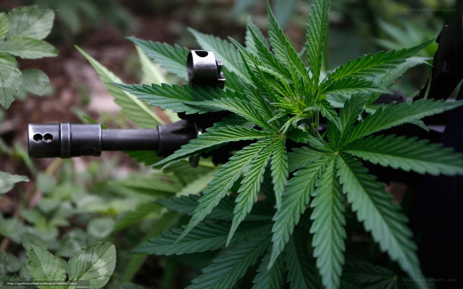 Cannabis plant with firearm