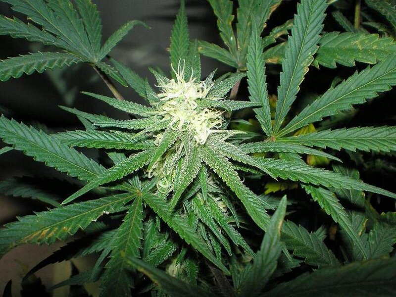 cannabis plant with flower