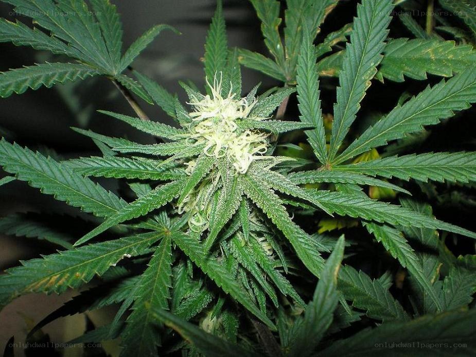cannabis plant with flower