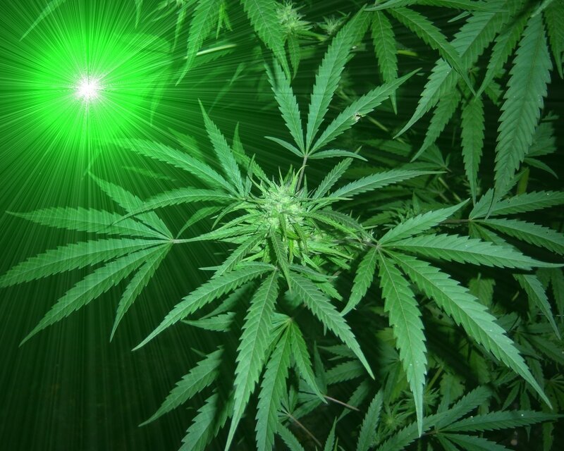 cannabis plant with green light