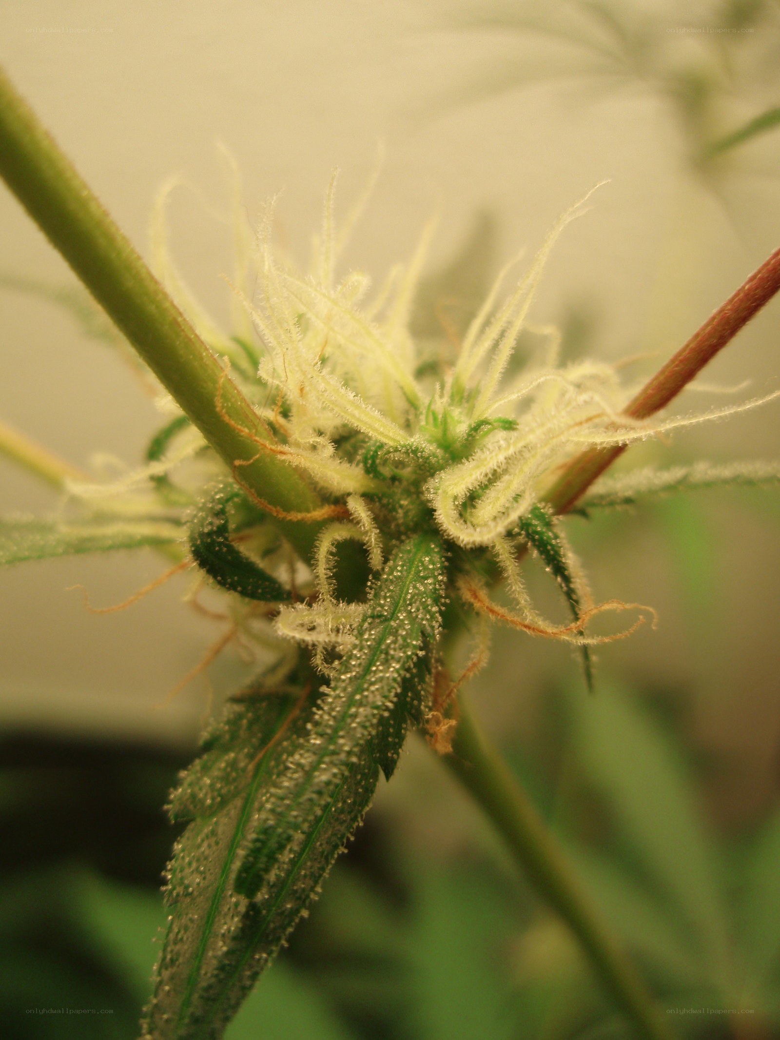 cannabis plant with trichomes