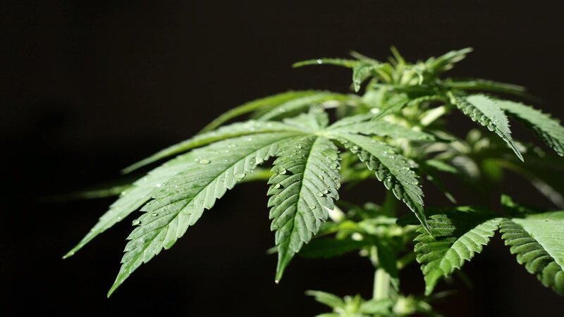 cannabis plant with water droplets
