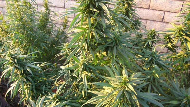 cannabis plants growing outdoors