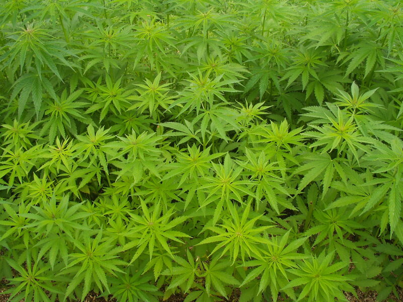 cannabis plants in a field