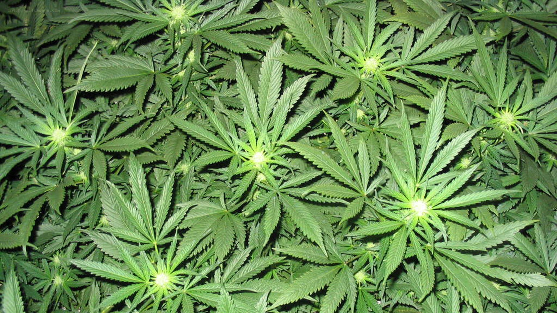 cannabis plants in a field