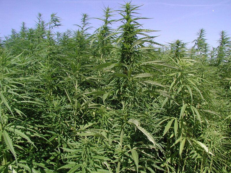 cannabis plants in a field