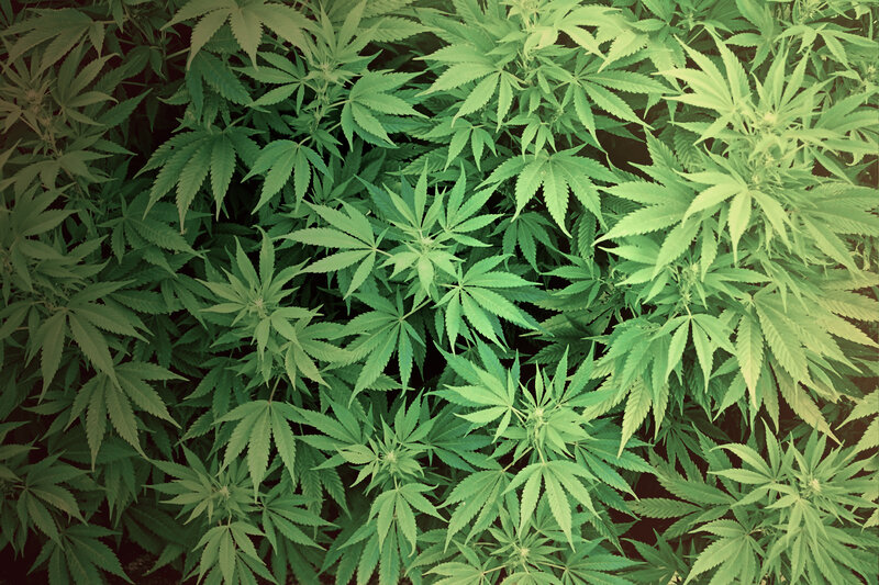 Cannabis plants in a field