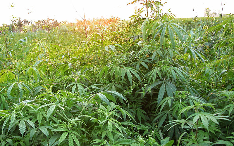 Cannabis plants in a field