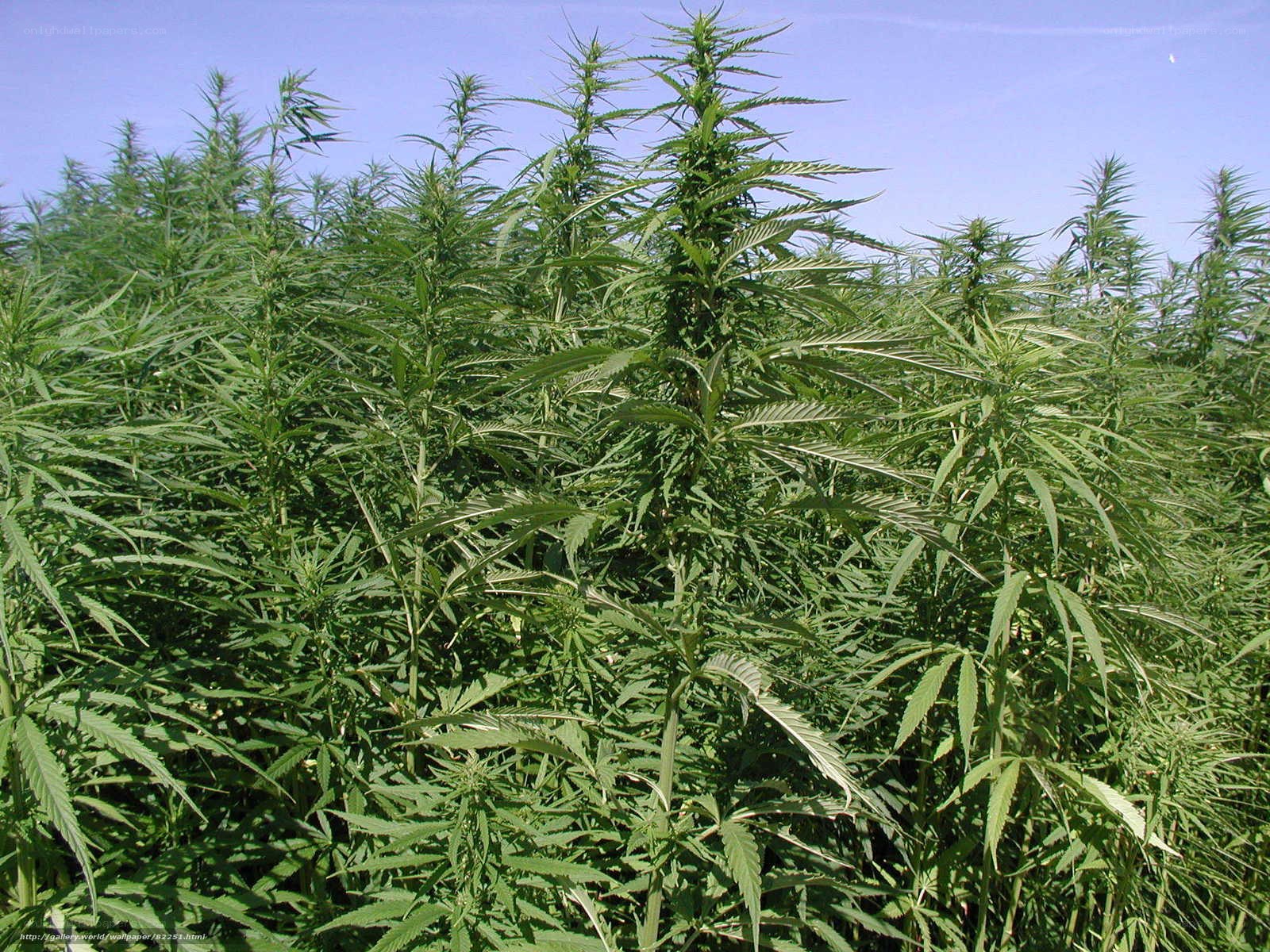 cannabis plants in a field