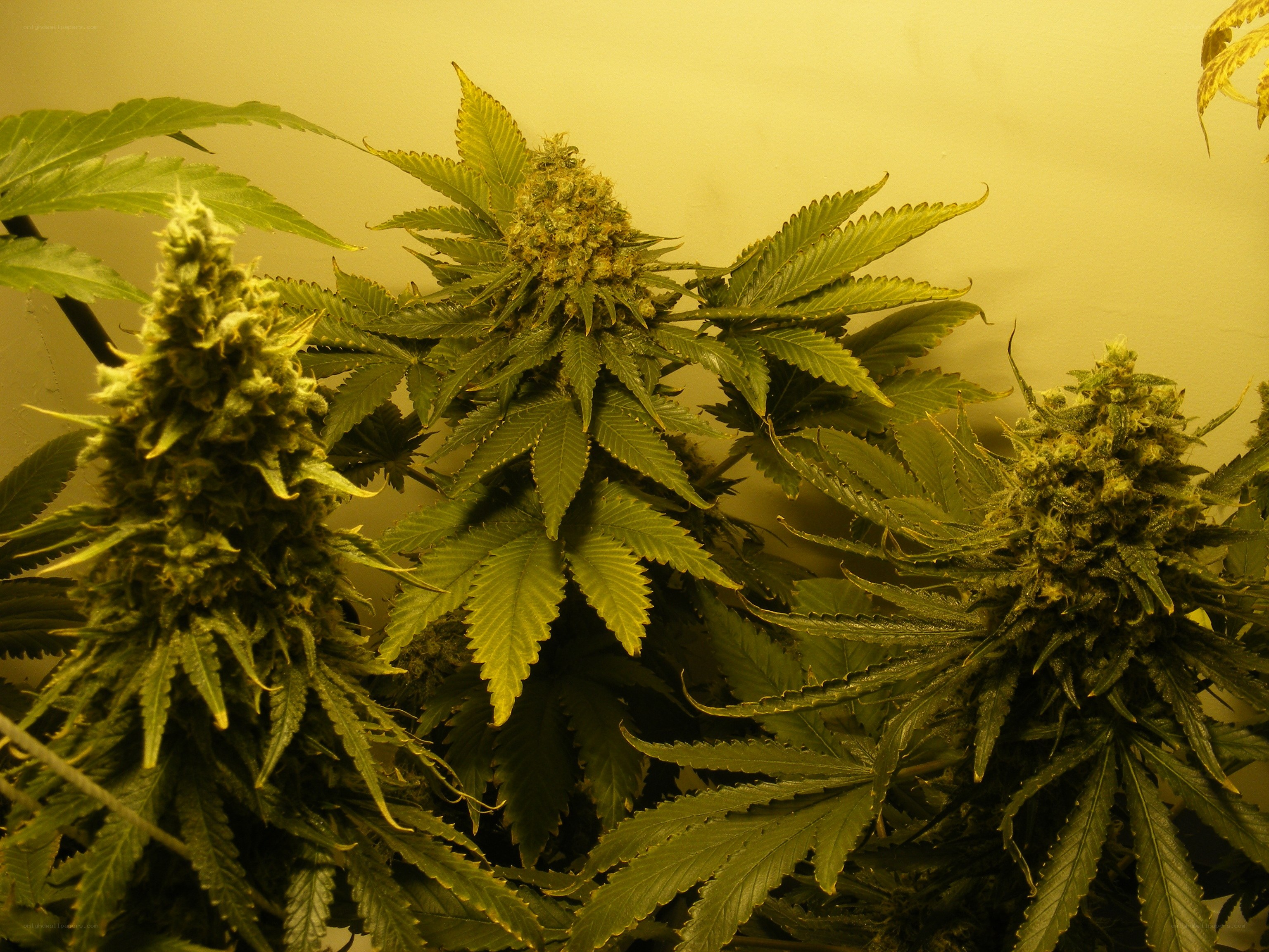 cannabis plants in bloom