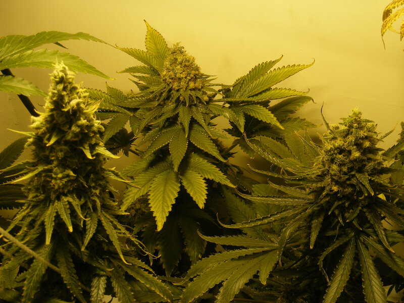 Cannabis Plants in Bloom — Green, Calm